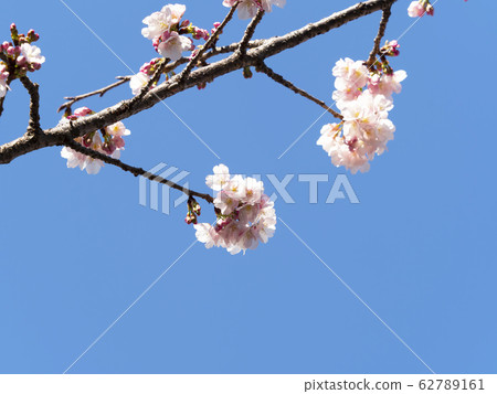 Sakura·Aozora 62789161