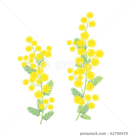 含羞草II圖 62790470