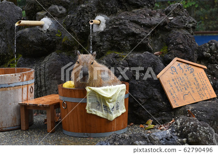 Bathing of capybara 62790496