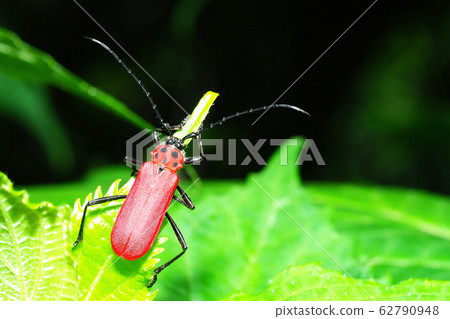 Benicamikiri Benicamikiri 62790948