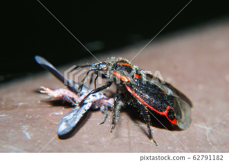 大角海龜(在捕食期間) 大角海龜(在捕食期間) 62791182