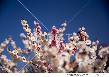 Plum blossoms 62791188