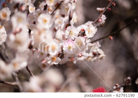 Plum blossoms 62791190