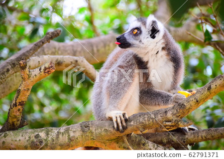 Wolverine lemur Wolverine lemur 62791371