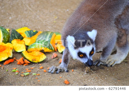 Wolverine lemur Wolverine lemur 62791446