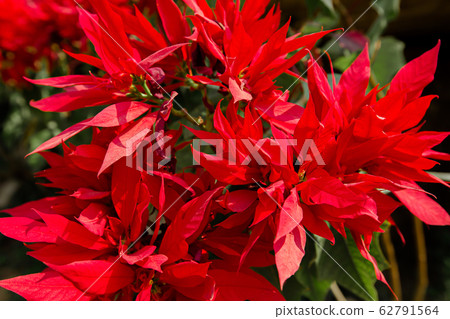 Falling, Painted Image, Plant, Autumn, Leaf 62791564