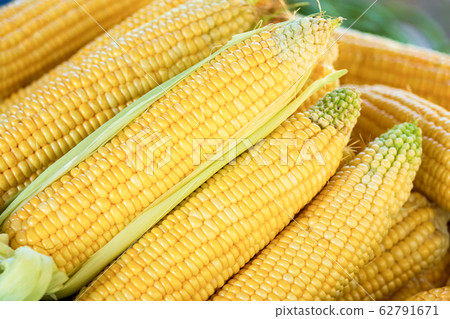 Closeup texture group of corn 62791671