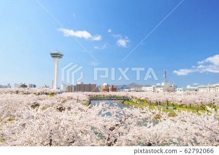 [Hakodate] Goryokaku Park cherry blossoms in full bloom 62792066