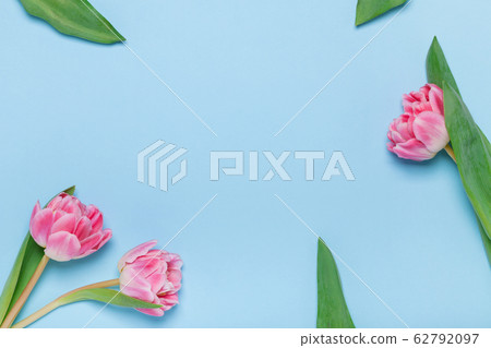 Three pink tulips on a blue background. Place for your text 62792097