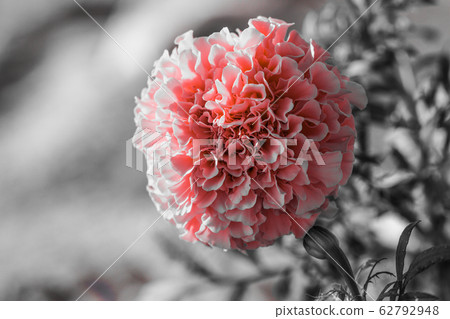 萬壽菊 萬壽菊 62792948