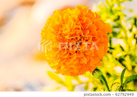 萬壽菊 萬壽菊 62792949