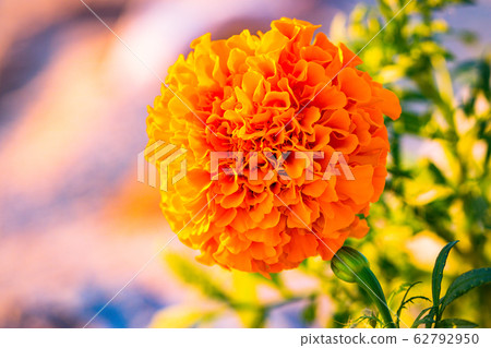 萬壽菊 萬壽菊 62792950
