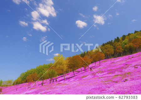 [北海道]芝櫻ak公園芝櫻盛開 62793383