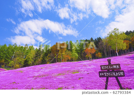[Hokkaido] Shiba Zakura Takigami Park Full bloom of Shiba Sakura 62793384