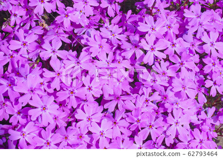 [Hokkaido] Ozora-cho Higashimoto Kotobazakura Park in full bloom 62793464