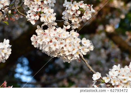 Photograph of the flower of the tip of the spring cherry blossom tree that bloomed 62793472