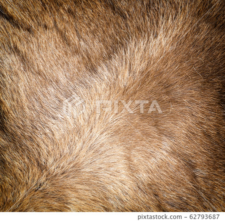 The new Colored reindeer fur texture. 62793687