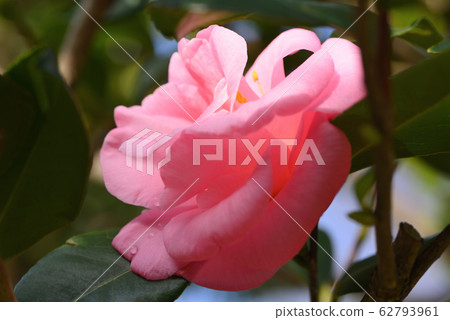 茶花（木南的榮譽） 62793961