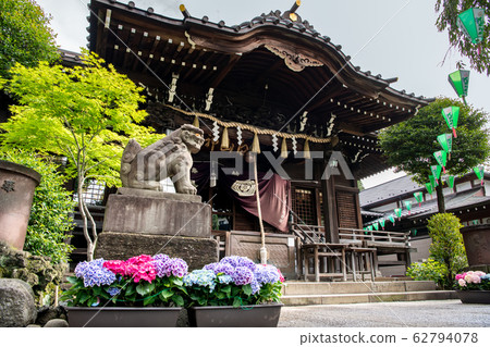 Tokyo Hakusan Shrine: Main Hall and Hydrangea Tokyo Hakusan Shrine: Main Hall and Hydrangea 62794078