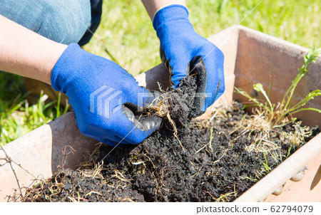woman prepares the land for planting 62794079