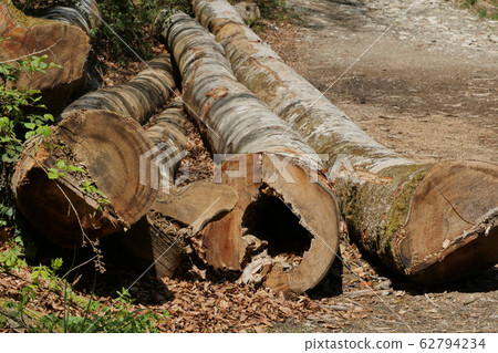 tree trunks on the roadside tree trunks on the roadside 62794234