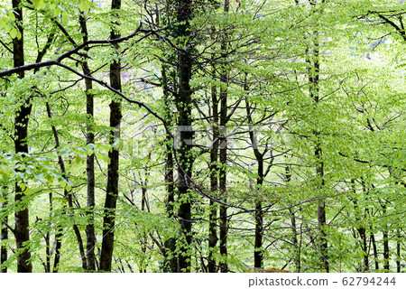 foliage in the forest in french countryside 62794244