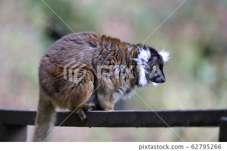 Clown lemur Clown lemur 62795266