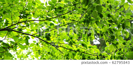Fresh green Fresh green 62795843