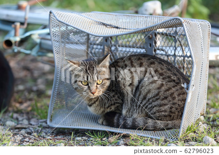 Kitten relaxing in a bicycle basket abandoned on the riverbank 62796023