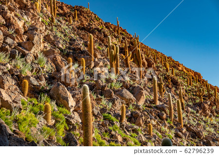 Cactus over the steep hill in Atacama desert 62796239