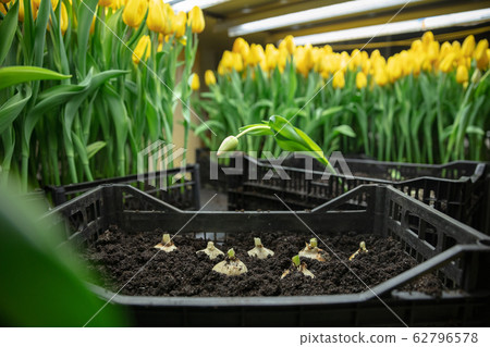 Growing tulips in a greenhouse - crafted manufacture for your celebration Growing tulips in a greenhouse - crafted manufacture for your celebration 62796578