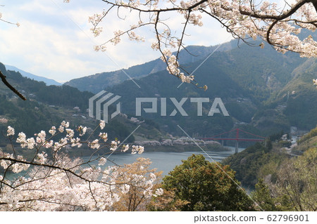 Owatari水壩公園的櫻花 Owatari水壩公園的櫻花 62796901