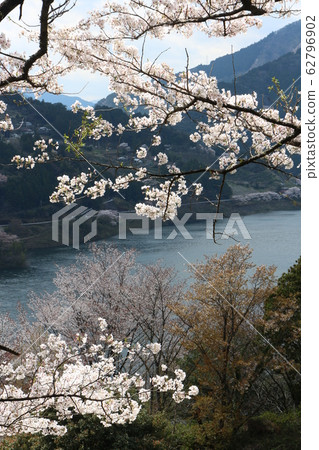 Owatari水壩公園的櫻花 Owatari水壩公園的櫻花 62796902