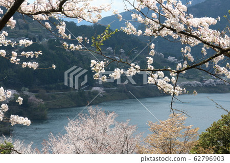 Owatari水壩公園的櫻花 Owatari水壩公園的櫻花 62796903