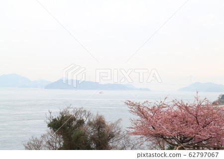 大角海濱公園的川津櫻 62797067