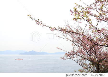 大角海濱公園的川津櫻 62797068