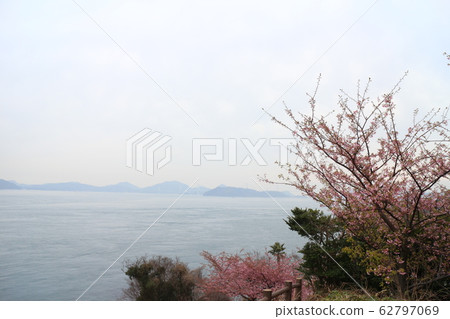 大角海濱公園的川津櫻 62797069