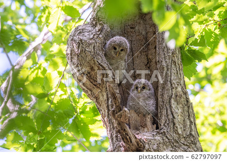 Ezo Owl的孩子 Ezo Owl的孩子 62797097