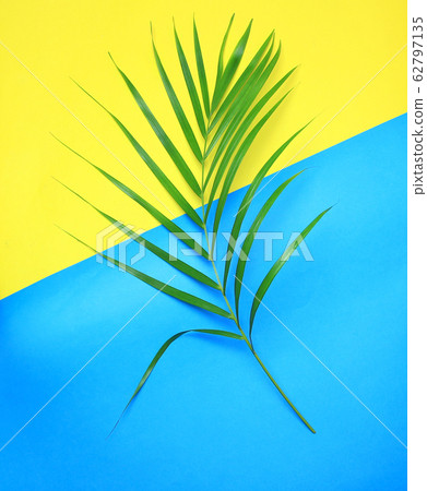 tropical nature green palm leaf on colorful tropical nature green palm leaf on colorful 62797135