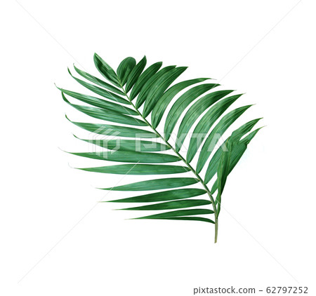 tropical nature green palm leaf isolated pattern 62797252