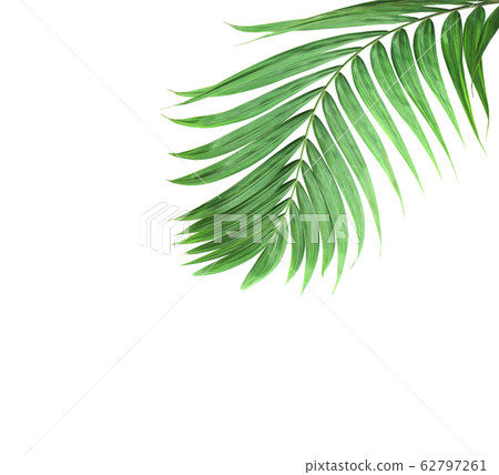 tropical nature green palm leaf isolated pattern 62797261