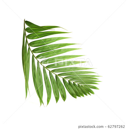 tropical nature green palm leaf isolated pattern 62797262