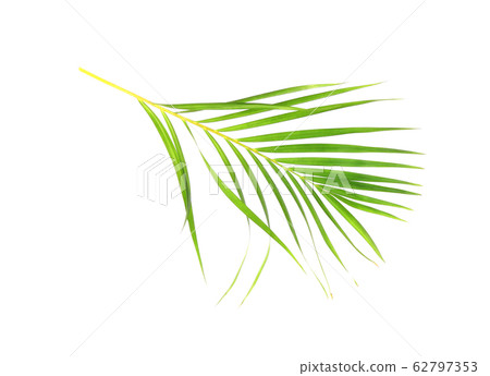 tropical nature green palm leaf isolated on white tropical nature green palm leaf isolated on white 62797353
