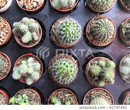 Top view of cactus tree background 62797482