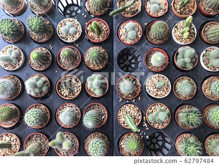 Top view of cactus tree background Top view of cactus tree background 62797484