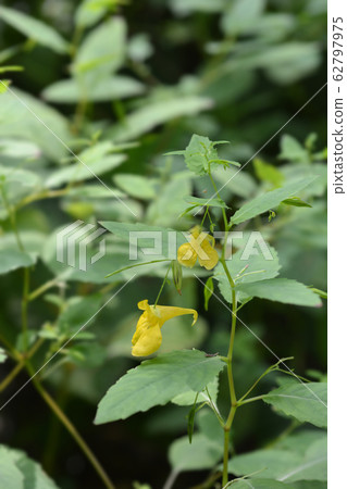 Touch-me-not balsam 62797975