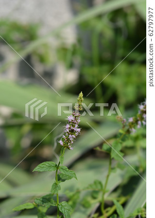 Common mint 62797977