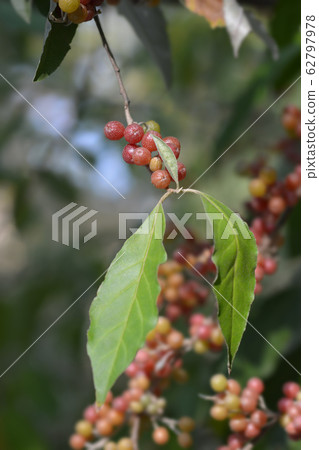 Autumn olive 62797978