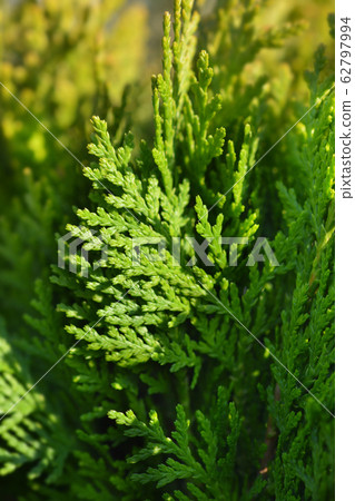 Dwarf golden oriental thuja Dwarf golden oriental thuja 62797994