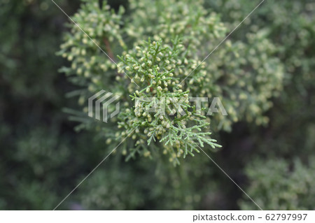 Savin Juniper 62797997